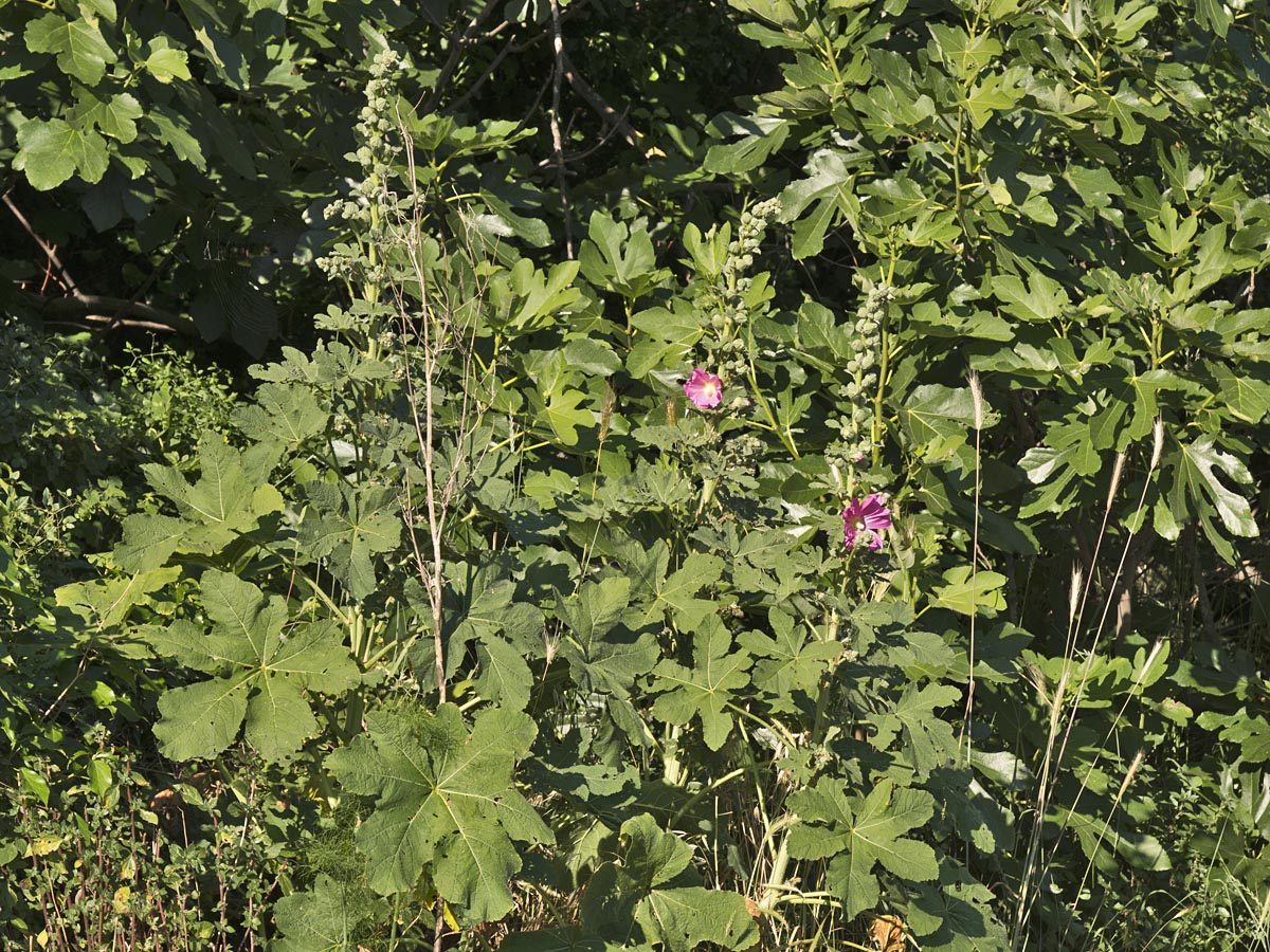 Habitus